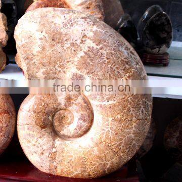 Wholesale Big Quartz Crystal The Snail Fossils