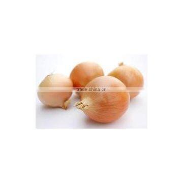 WHITE ONIONS photo-4