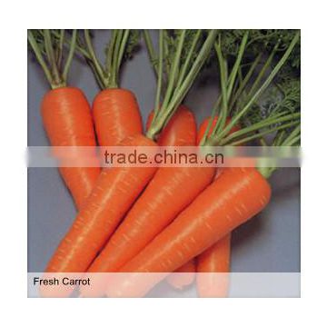 Nice carrot manufacturer for vietnam market with good price