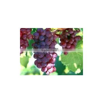 organic grape seed extract