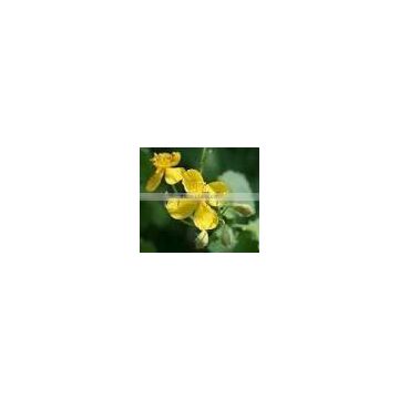 Natural Celandine Extract Powder