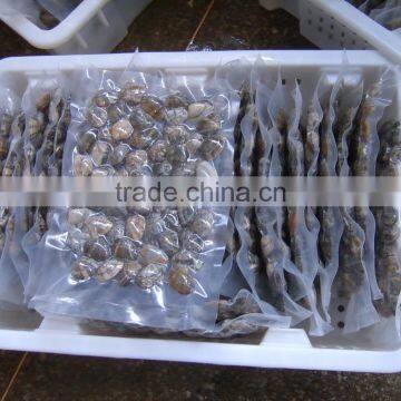 Raw Frozen Short Necked Clam photo-5