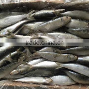 FROZEN WHOLE ROUND SARDINE SEAFOOD FOR SALE