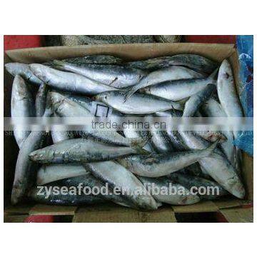 Grade A Frozen Sardine Fish