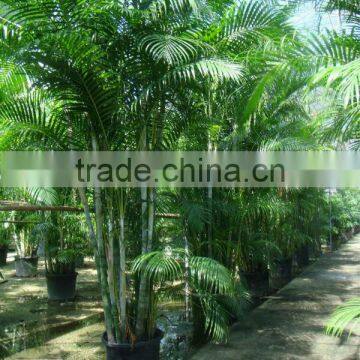 Areca palm (Chrysalidocarpus lutescens)