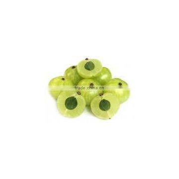 Phyllanthus Amarus Extract photo-4