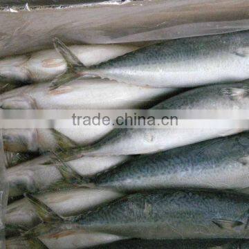 frozen mackerel prices land Pacific mackerel fish and scomber japonicus