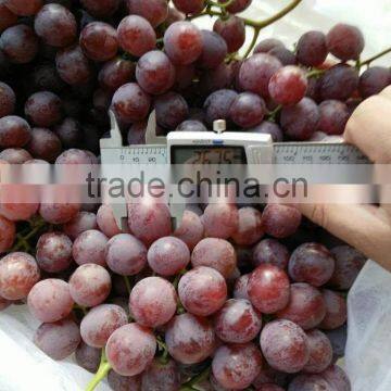 Fresh Grapes Price