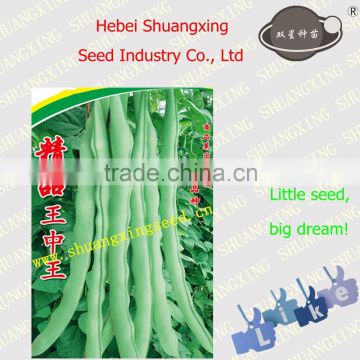 hybrid vegetable seeds SX Kidney Bean Seeds No.1410