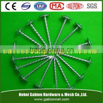 Galvanized Concrete Nail stainless steel nails with cheaper price