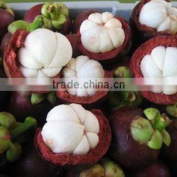 FRESH MANGOSTEEN WITH BEST PRICE AND GOOD QUALITY