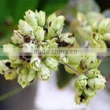 Oregano Oil (Origanum Vulgare) photo-3