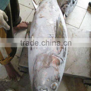 Yellowfin Tuna (Seafrozen)