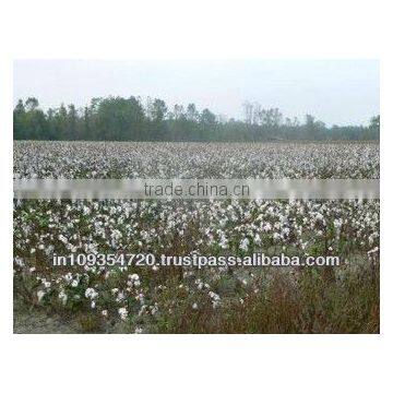 Raw Cotton Gujarat