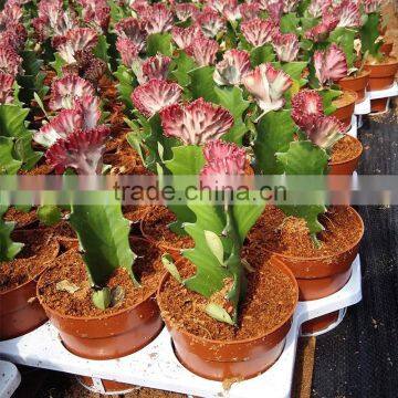 flowering succulent plants