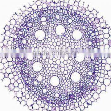 Corn Root C.S Individual microscope prepared slide