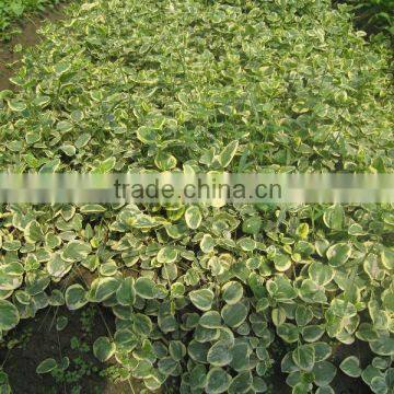 Ivy Leaf Ratio Extract 10:1