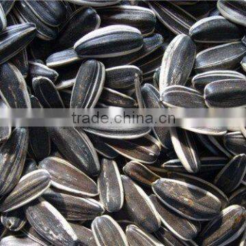 Chinese Black Sunflower Seed photo-5