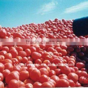 canned tomato paste fruit and vegetable storage