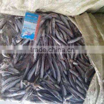 Frozen Anchovy For Canned ( Morocco )