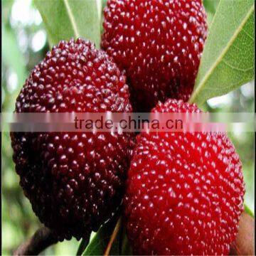 Yang Mei GMP Manufacture ISO Certified waxberry seeds