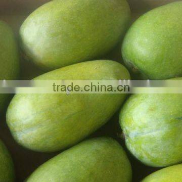 100% Traceable White Chaunsa Mango from Pakistan