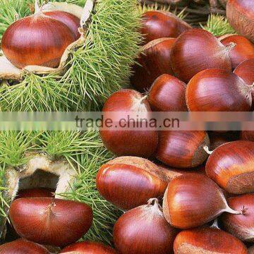 2013 New Crop Frozen Organic Water Chestnut