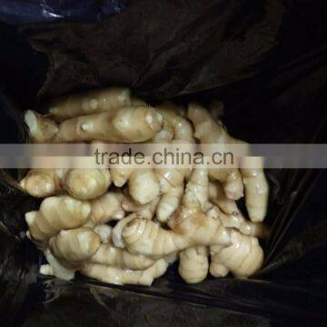 Fresh Ginger photo-2