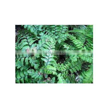 Adiantum hispidulum (Brown Maiden Hair Fern, Rough Maidenhair)