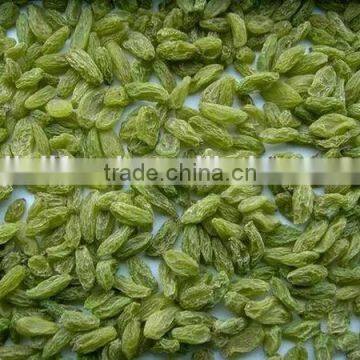 High Quality Green Raisin From China