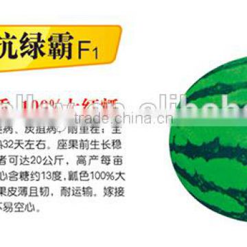 2015 High Diseases Resistance Hybrid F1 Sweet Watermelon Seeds For Growing-High Resistnace Green Lord F1