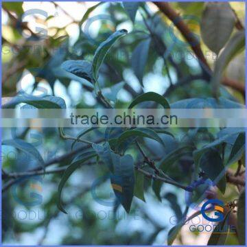 GoodLife 100% Virgin Material Ten Years Warranty 4x8 Sheet Plastic Sheet for Summer House Green House photo-5