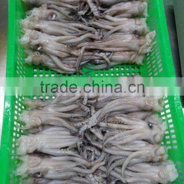 Frozen BQF Todarodes Squid Head in Sale photo-3