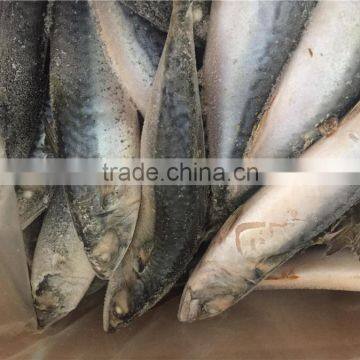 WR BQF Frozen Pacific Mackerel 200-300g photo-2