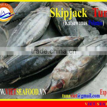 FROZEN SKIPJACK TUNA W/R