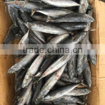 Sea Frozen Fresh Good Price Bonito Skipjack Tuna photo-4