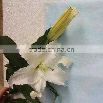 Best Selling Fresh Lilium Lily Cut Wedding White Flower Wholeasle From Yunnan,China photo-6