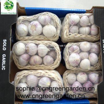 Chinese fresh garlic normal white garlic pure white garlic dry garlic