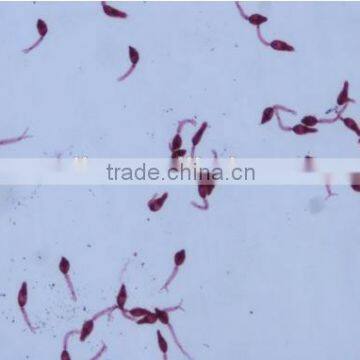 Parasitology Slides, Human Parasitolgy Slides , Biology Parasitolgy Slides photo-6
