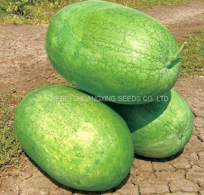 Big Pearl Planting Watermelon Hybrid f1 Seed for Sale photo-5