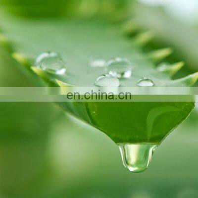 Aloe Vera Chunk From Vietnam