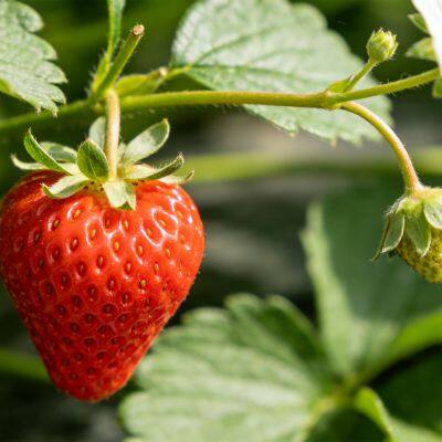 Fragrant strawberry seedlings