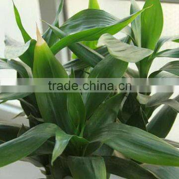 Wide variety Lucky Bamboo lucky Dracaena sanderiana plants for sale