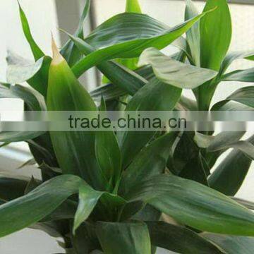 High Grade Lucky Bamboo Dracaena Lucky Bamboo