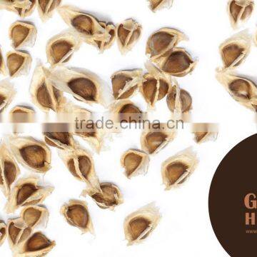 Super Grade Moringa Seeds Manufacturer For Bulk Sales