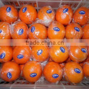 Navel Orange/Mandarin Orange/Big mandarin