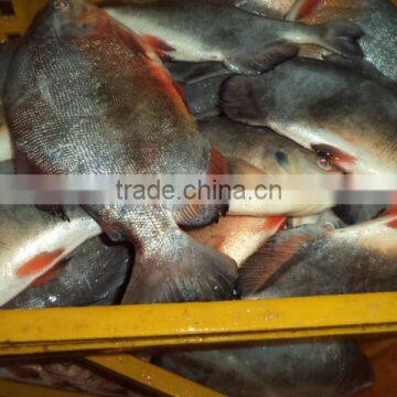 red pomfret