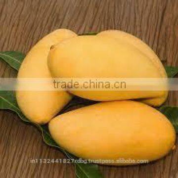 Fresh Mango Exporter In India photo-4