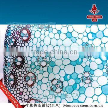 Zea Stem TS Corn Stem Prepared Slides photo-3