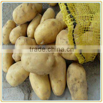 Hot sell lowest Fresh potato